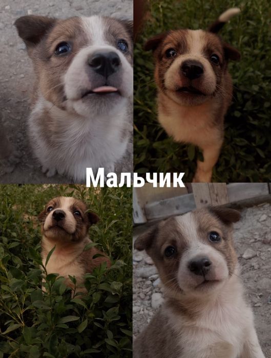 Отдам   щенков  .