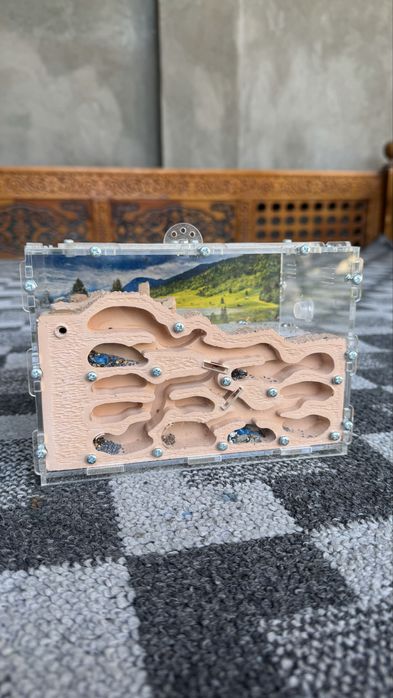 Chumoli ferma (ini) sotiladi