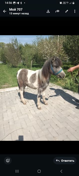 Прдается Пони жеребчик 1.2г