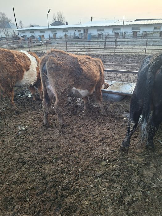 Стельные телки 6 голов 700000