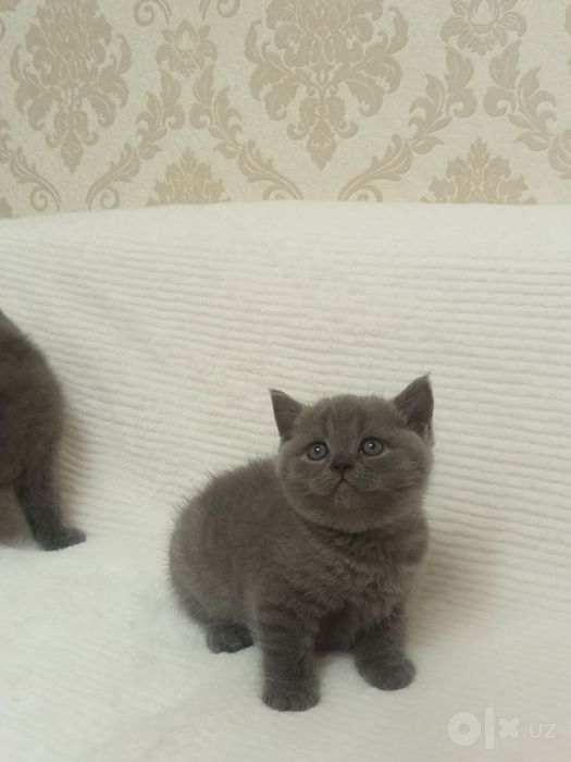 Продаю котят Скоттиш страйт