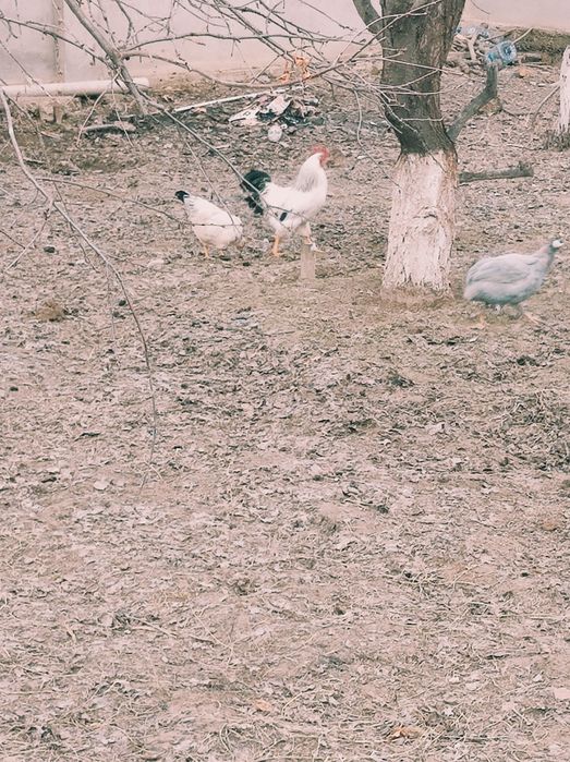 Хуроз сотилади (ADLER)