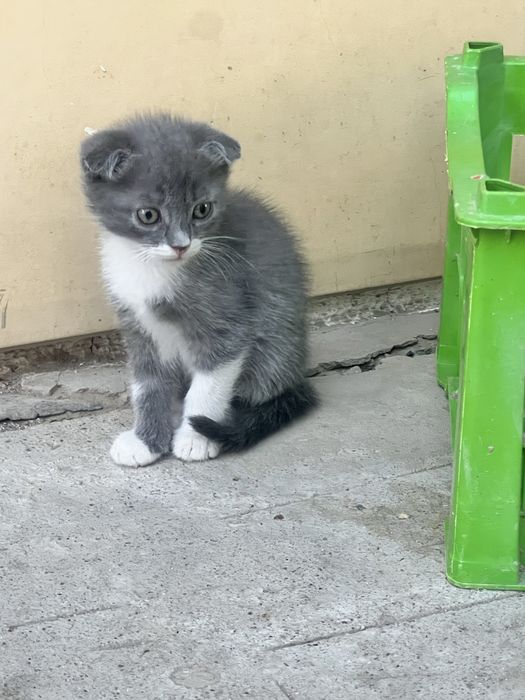 Марғау, котенок мальчик