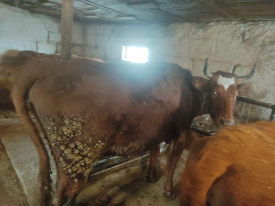 Тёлочек годовалых