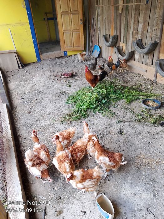 Продам кури домашние
