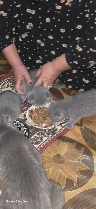 кот и котёнок мать и дитя