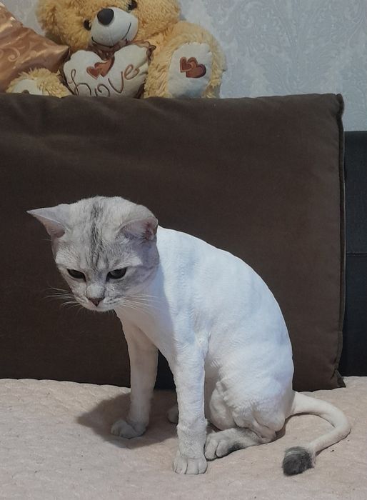 Передержка кошек временно