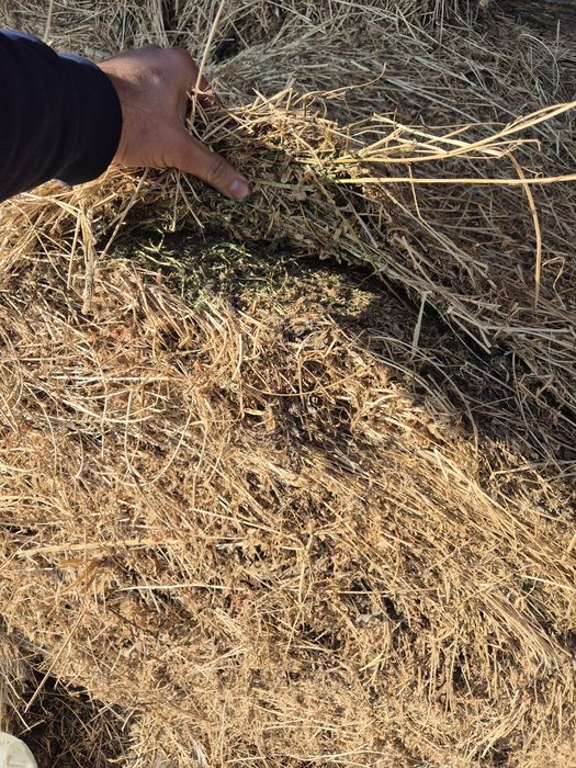 Baloti lucerna uscata