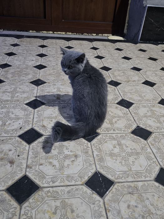 Котёнок продаётся  50 $