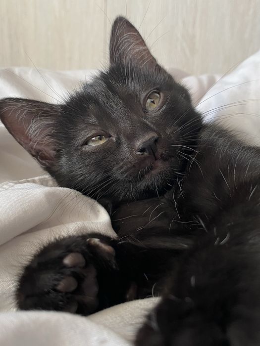 Котангенсы в поисках дома. Алматы