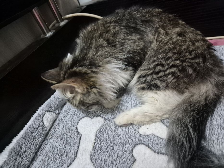 Котик ищет дом кастрираван