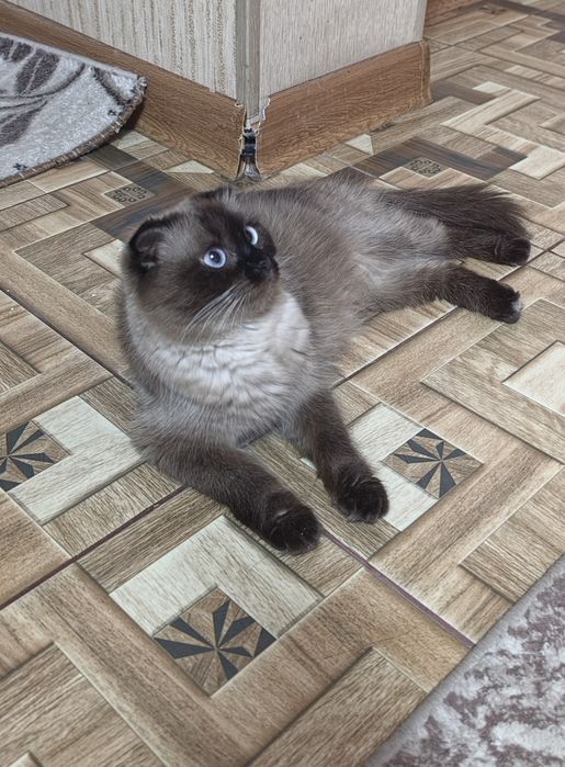 Котята Британской шиншиллы