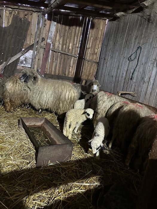 Vand oi cu tot cu miei