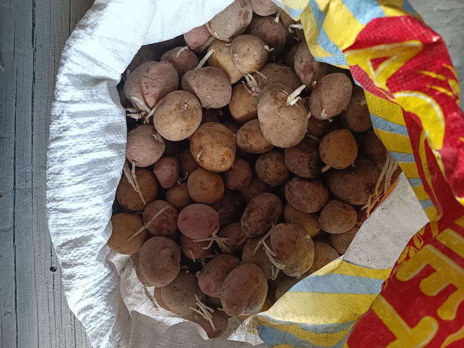 Семена картошки домашние