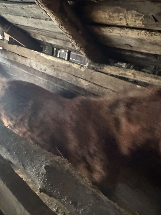 Продам тай (ургашы, девочка)