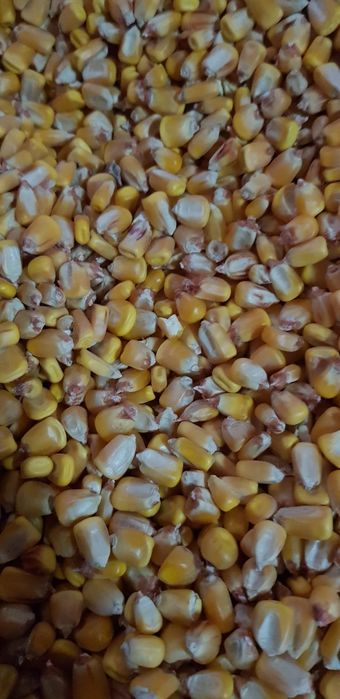 Porumb boabe 1,5 lei / kg. Recolta 2025.