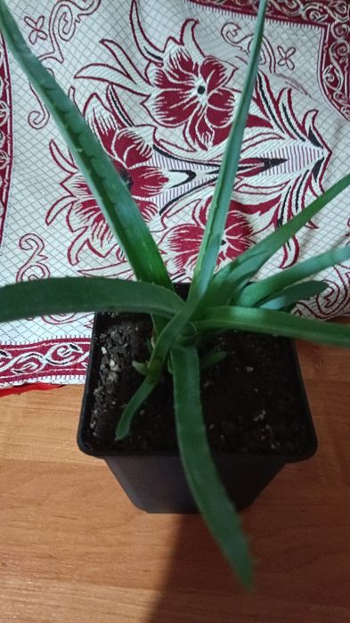 Продам АЛОЕ  по 800