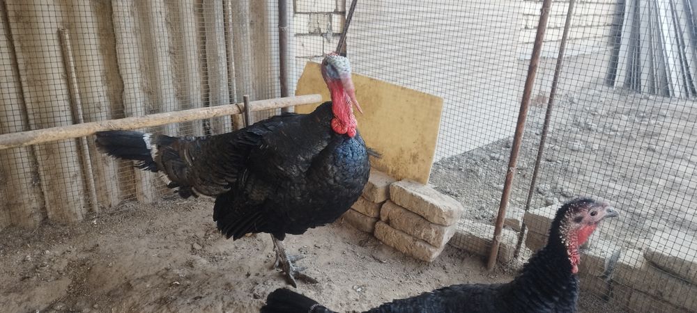 Продаются Индюки черные