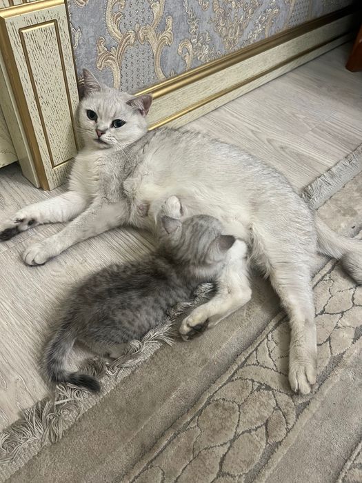 Серебристая Шиншилла