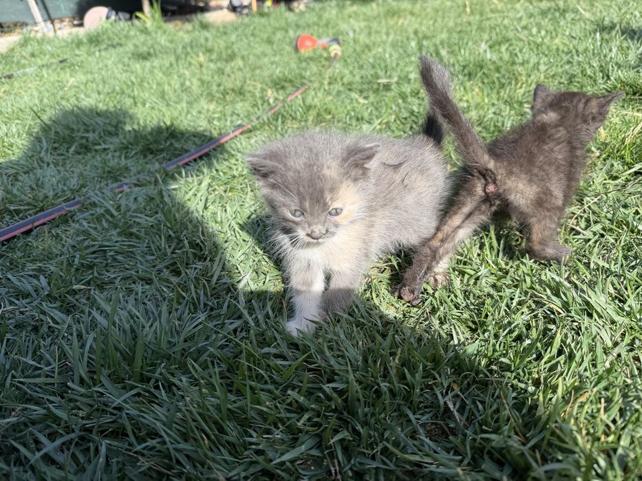 Подаряват се малки котета