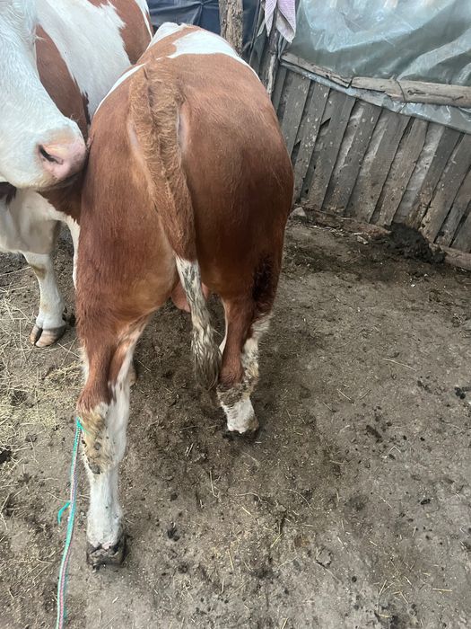 Vând vițel de 6 luni