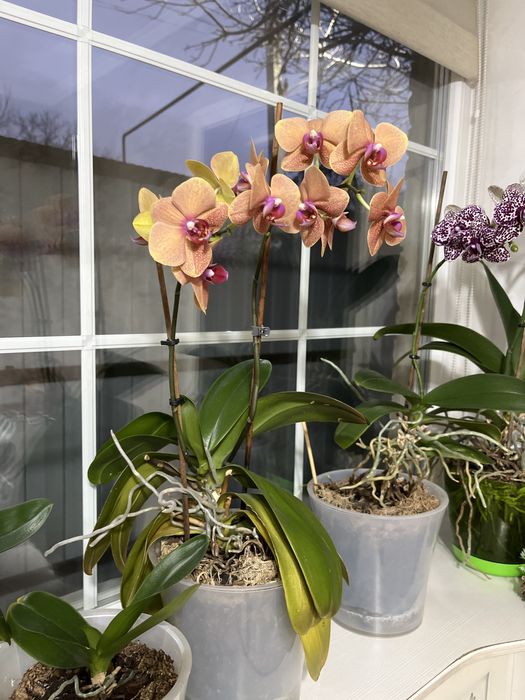 Продам орхидеи фаленопсис