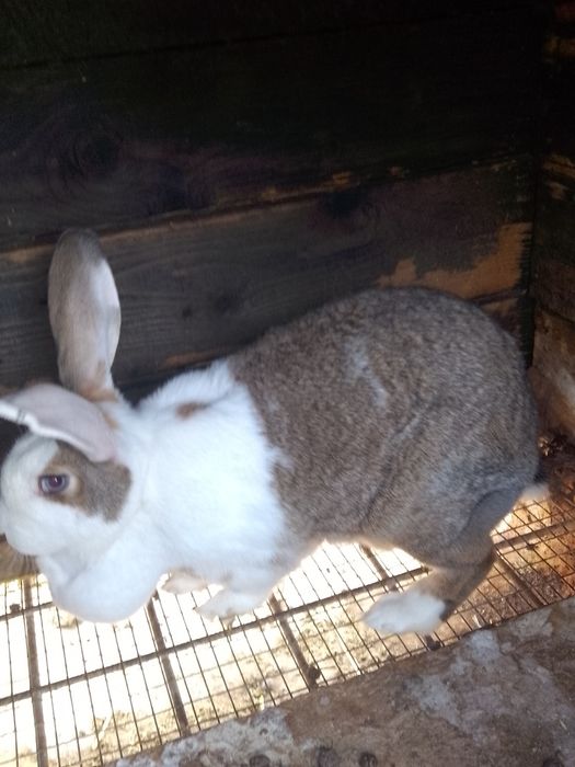 Iepuri hycole francez femelă și puii