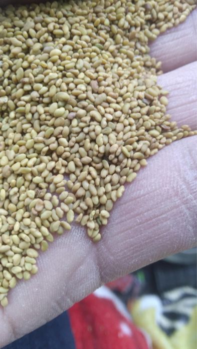 Seminte de lucerna selectata