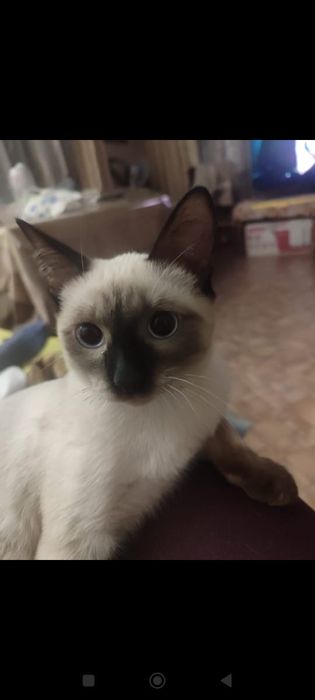 Отдам котенка в добрые руки