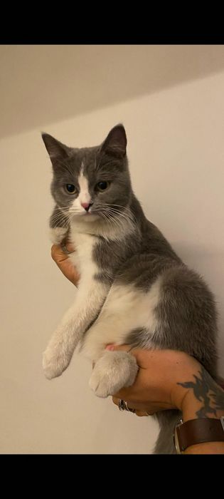 Милая и ласковая кошечка