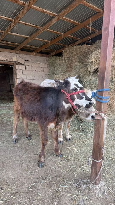 Бызауы мен сиыр сатылат