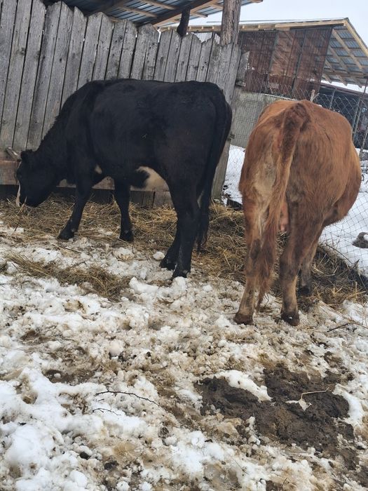 2 junici angus gata sa fete