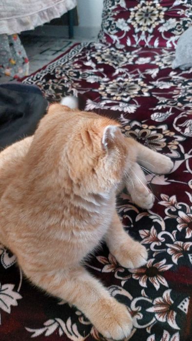 Britanskaya zolotistaya shinshilla fold