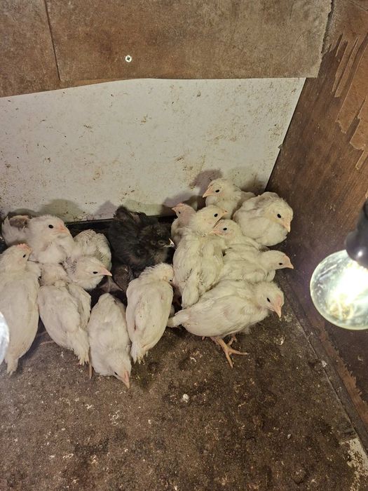 Продавам пилета бял легхорн