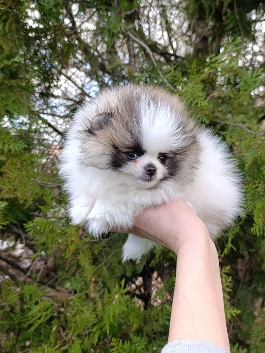 Pomeranian mini toy