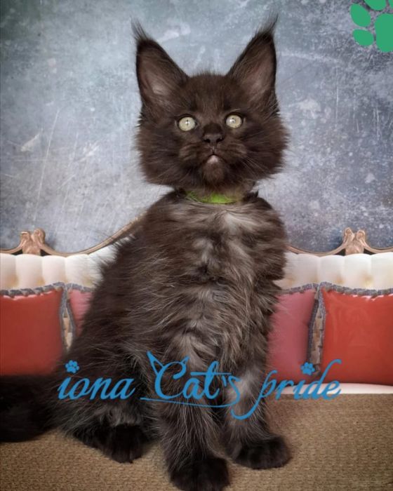 Котята мейнкун черный дым