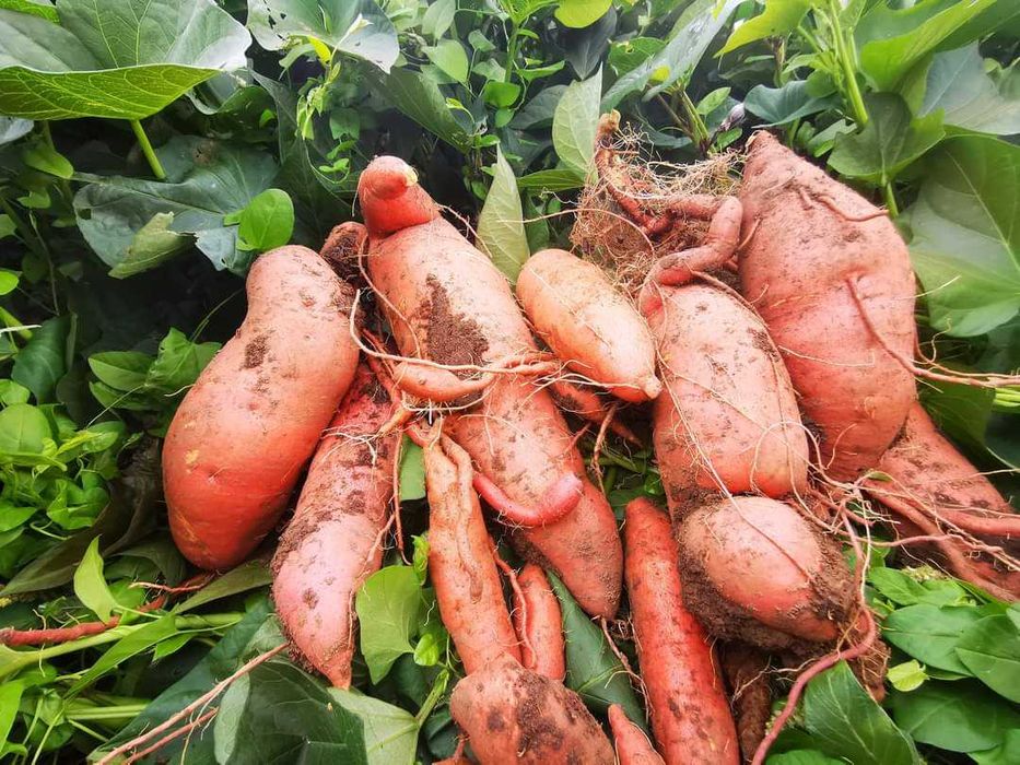 Разсад Батати и гурме картофи  Органично отглеждани.