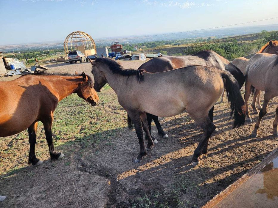 Продам тайчика Башкира на племя