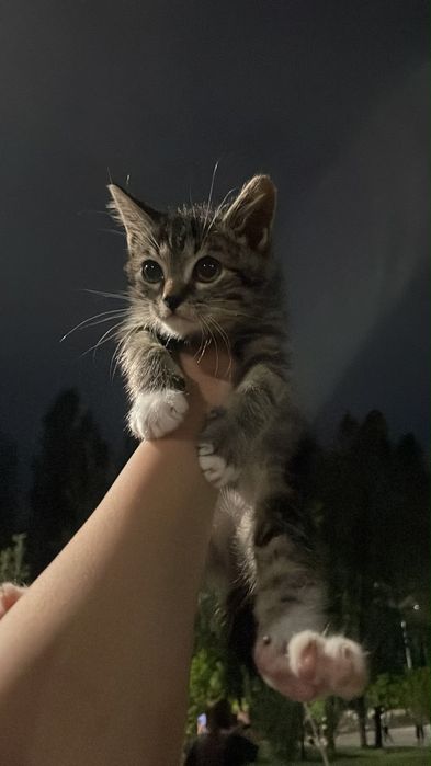 Отдам котенка, мальчика