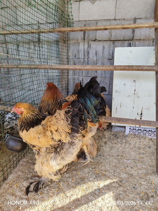 Яйцо Палевый Брамы Инкубационные..