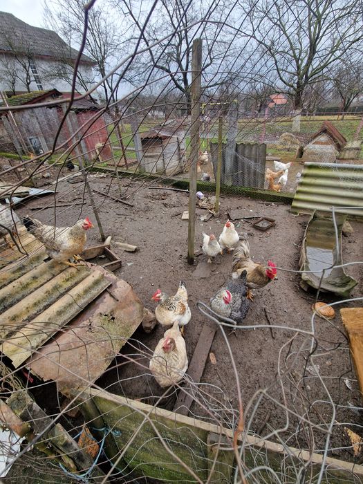 Vând gaini si cocosi