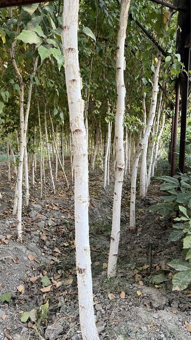 Берёза Beryoza (oq qayin).