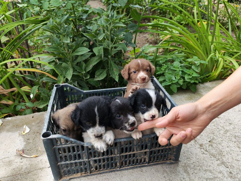 Спаниель охотник. Spaniel ovchi kuchuk bolalari