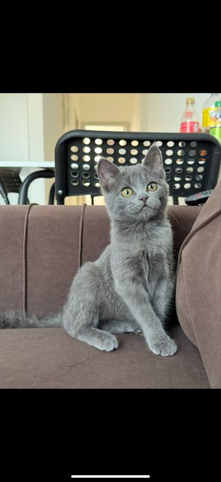 Кошка в добрые руки