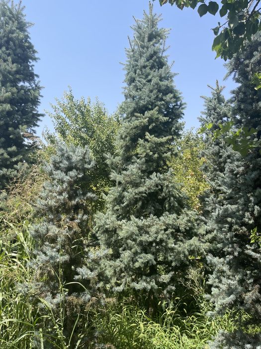 Ель голубая Archa yel goluboy 4+ metr