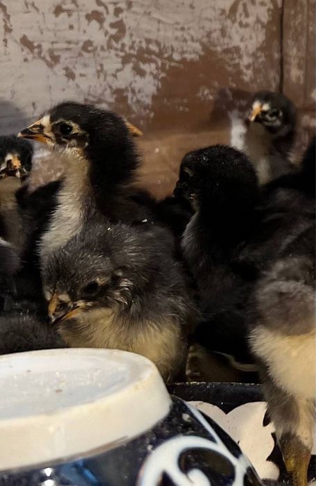 Qora shaxzoda tovuq xo’roz