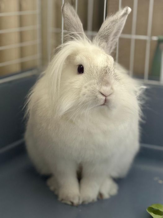 Vând iepuras de casa, vârsta 1 an.