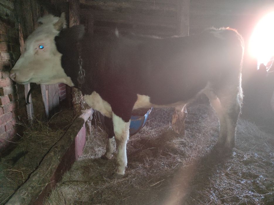 Продам бычка стоит на откорме