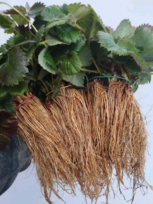 Продавам разсад домати краставици пипер