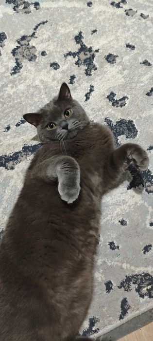 Взрослый кот Миша